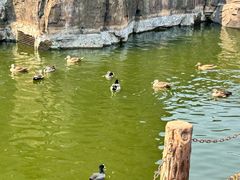 -海南热带野生动植物园