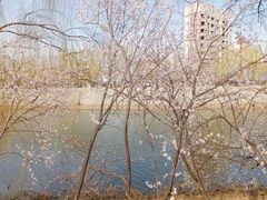 -桃花堤公园