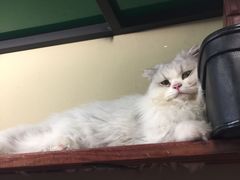 -猫咪博物馆(顶澳仔猫街店)