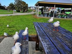 -Dooley's Premium Ice Cream