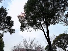 -顾村公园