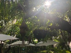 -Fern Forest Cafe