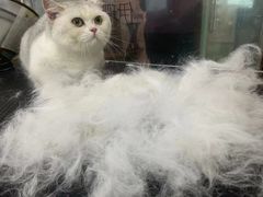 -车接车送·寄养洗护·德文猫舍(大宁店)