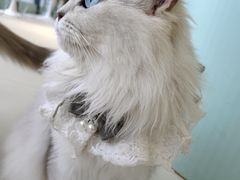 -怪兽屋·羊驼·猫咖·狗咖(俊华广场店)