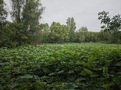 -西安浐灞国家湿地公园