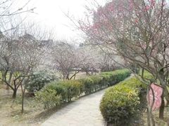 -香雪海