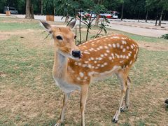 -清迈夜间动物园