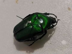 -上海昆虫博物馆