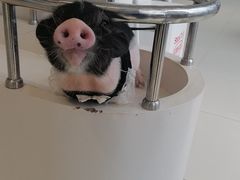 -怪兽屋·羊驼·猫咖·狗咖(俊华广场店)