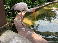 -吉隆坡雀鸟公园