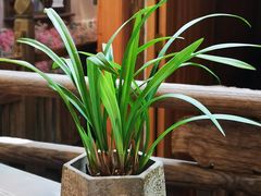 -叶叶菩提·晋福宫