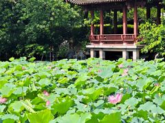 -西湖公园(鼓楼区)