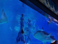 -烟台海昌鲸鲨海洋公园