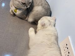 -喵宠乐园·撸猫互动·猫舍