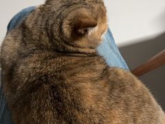 -萌兽医馆·宠物医院·猫骨科(创景店)