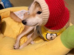 -逗柴咖啡屋·狗咖猫咖宠物桌游