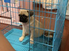 -翊宠yipet猫狗购宠庄园犬舍•猫舍