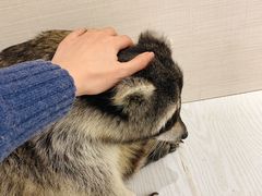 -浣熊柯尔鸭土拨鼠·电玩咖