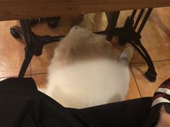 -more than meow吴止猫主题餐厅(承德 中船汇店)