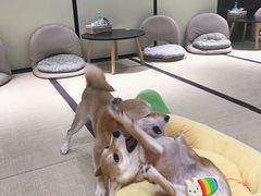-逗柴咖啡屋·狗咖猫咖宠物桌游