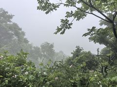 -南京老山国家森林公园
