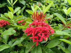 -莲花山公园