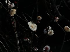 -蜀冈西峰生态公园