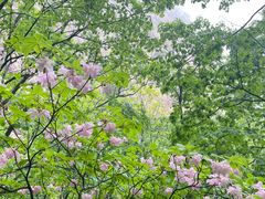 -大连天门山国家森林公园