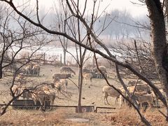 -北京麋鹿生态实验中心