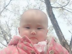 -香雪海