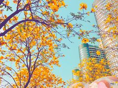 -洲头咀公园