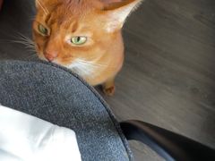 -创凡宠物医院·骨专科  猫科中心(西乡分院)