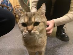-猫色咖啡·猫咖