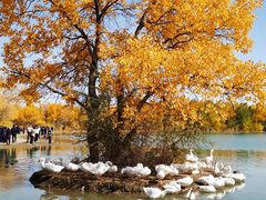 -金塔沙漠胡杨林景区