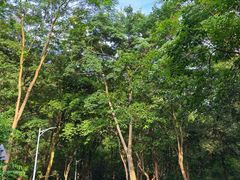 -火炉山森林公园