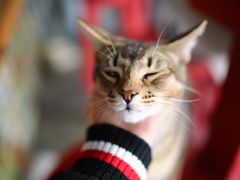 -喵屿·大理花园猫咖