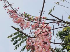 -深圳国际园林花卉博览园