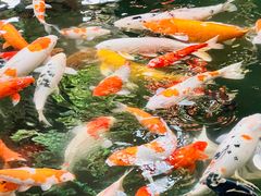 -南宫五洲植物乐园