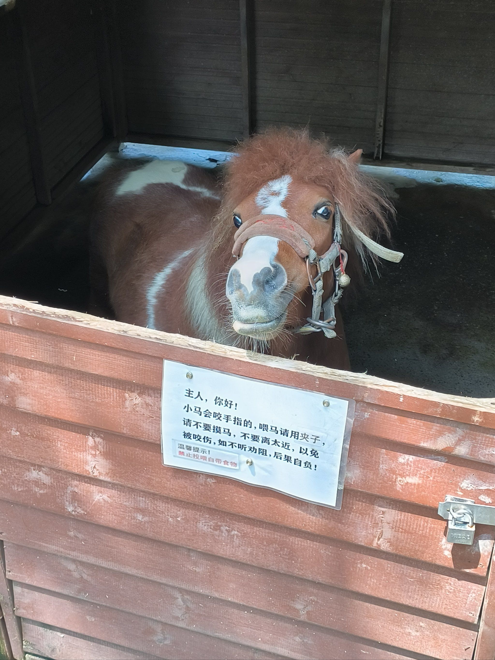 小矮马太可爱了