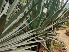 -呀路古热带植物园