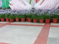 -百万葵园