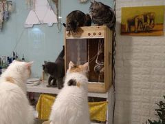 -平行世界·猫咖(首经贸店)
