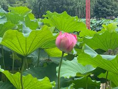 -陈家山荷花公园