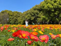 -上海共青森林公园