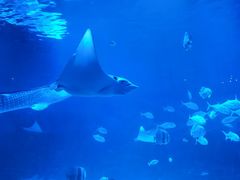 -烟台海昌鲸鲨海洋公园