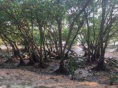 -宝安西湾红树林湿地公园