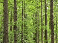 -黄海国家森林公园