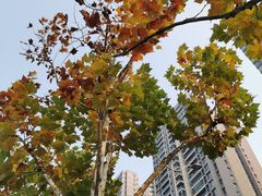 -重庆彩云湖湿地公园