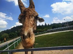 -贵州森林野生动物园