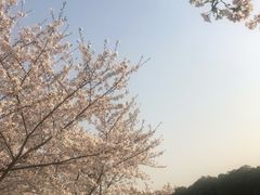 -高东镇樱花园